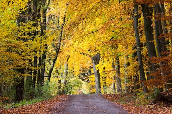Herbstferien in Deutschland mit Waldbaden