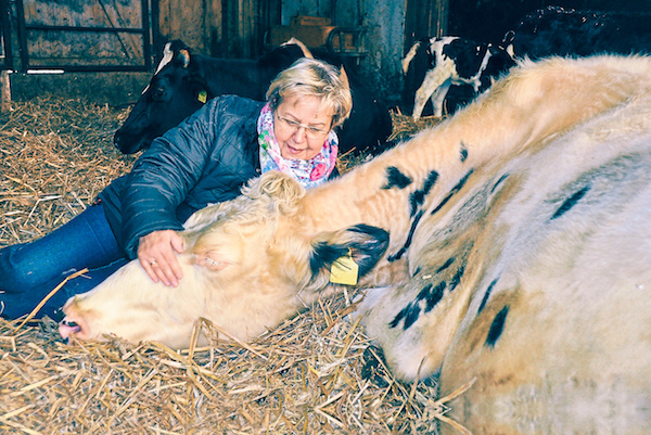 Tiererlebnis Kühe-Kuscheln mit sleeperoo auf dem Bauernhof Voss